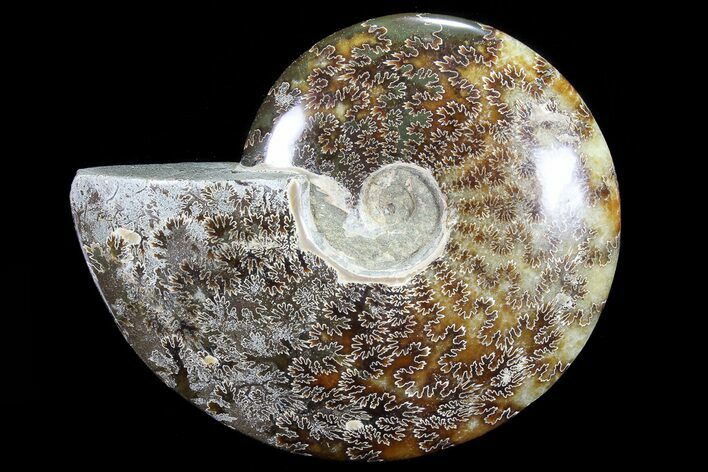 Polished, Agatized Ammonite (Cleoniceras) - Madagascar #72872